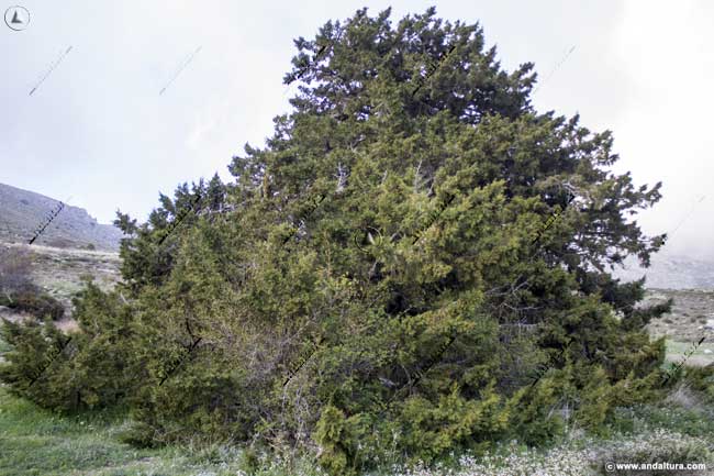 Sabina Albar - juniperus thurifera - en Chirivel