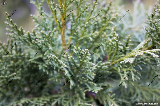 Detalle Sabina Albar - juniperus thurifera -