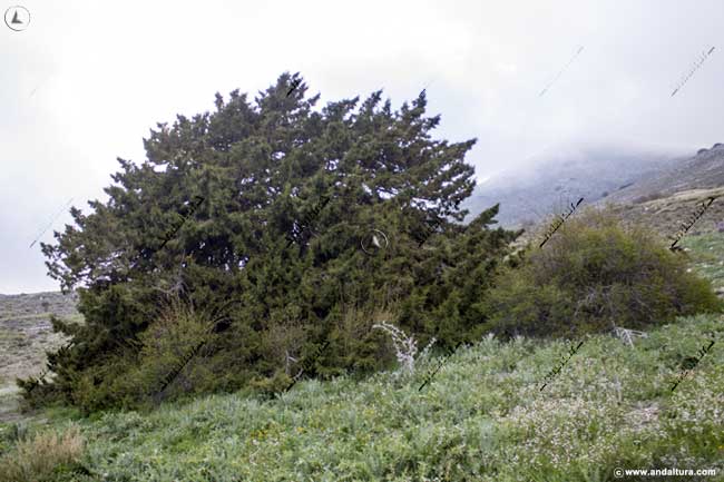 Ejemplar de Sabina Albar, el más antiguo del Parque Natural Sierra María - Los Vélez