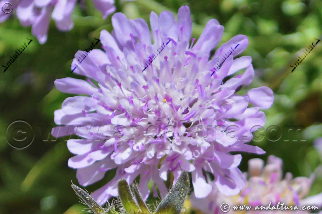 Bella flor de Scabiosa atropurpurea- Escobilla morisca
