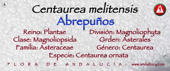Taxonomía de Centaurea melitensis: Abrepuños - Abremanos -Cardo estrellado -Yerba de Cristo