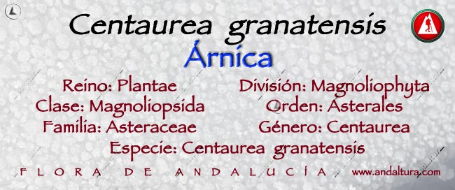 Taxonomía de Centaurea granatensis: Árnica