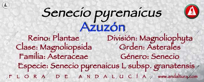 Taxonomía Senecio pyrenaicus - Azuzon