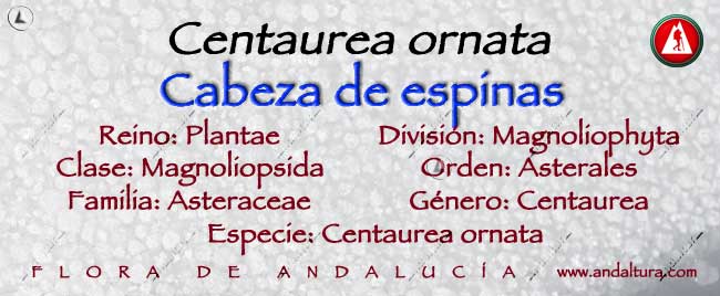 Taxonomía de Centaurea ornata - Cabeza de Espinas - Encojaperros - Argolla - Cardo abrepuños