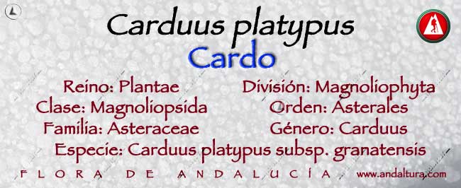 Taxonomía: Carduus platypus