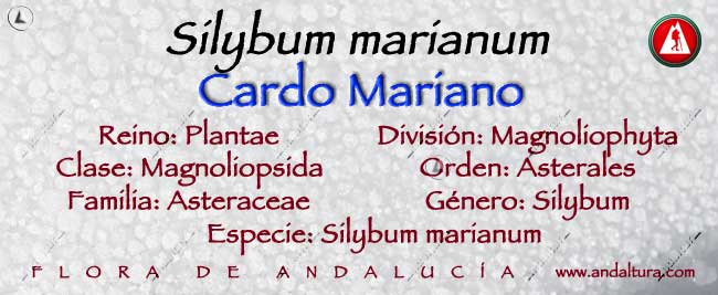 Taxonomía: Silybum marianum