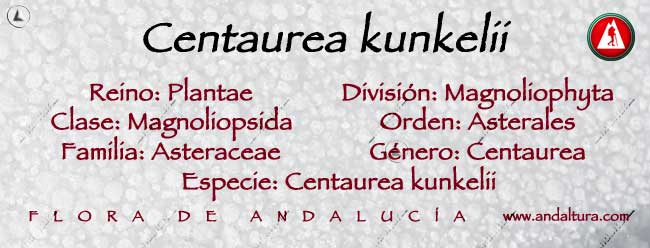 Taxonomía de Centaurea kunkelii