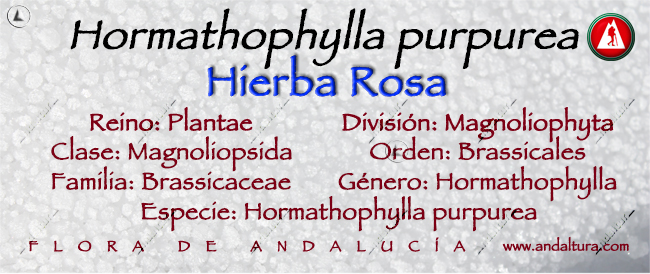 Taxonomía de Hormathophylla purpurea - Hierba Rosa