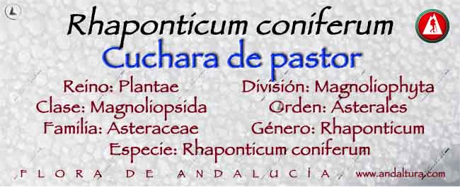 Taxonomía Rhaponticum coniferum - Cuchara de Pastor