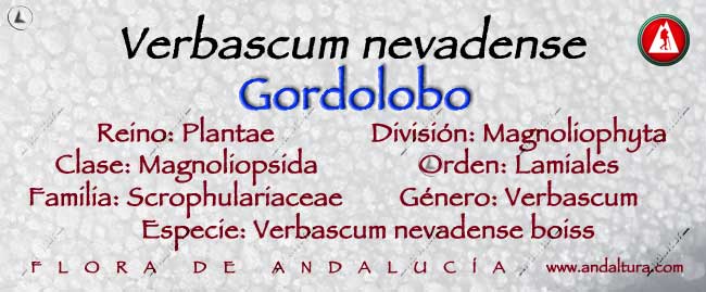 Taxonomía de Verbascum nevadense - Gordolobo