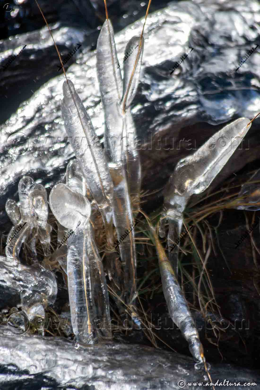 Detalle hielo en el Valle de Monachil el 7/11/2023