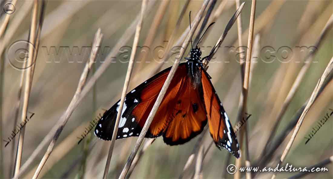 Mariposa Monarca africana macho
