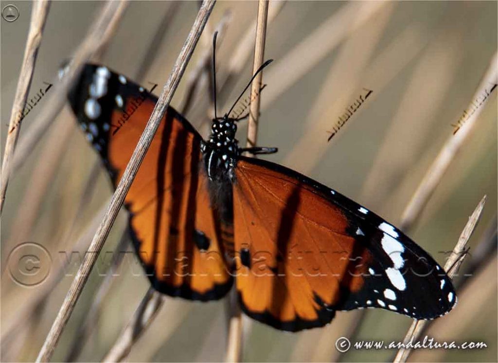danaus-chrysippus-mariposa-tigre-andaltura