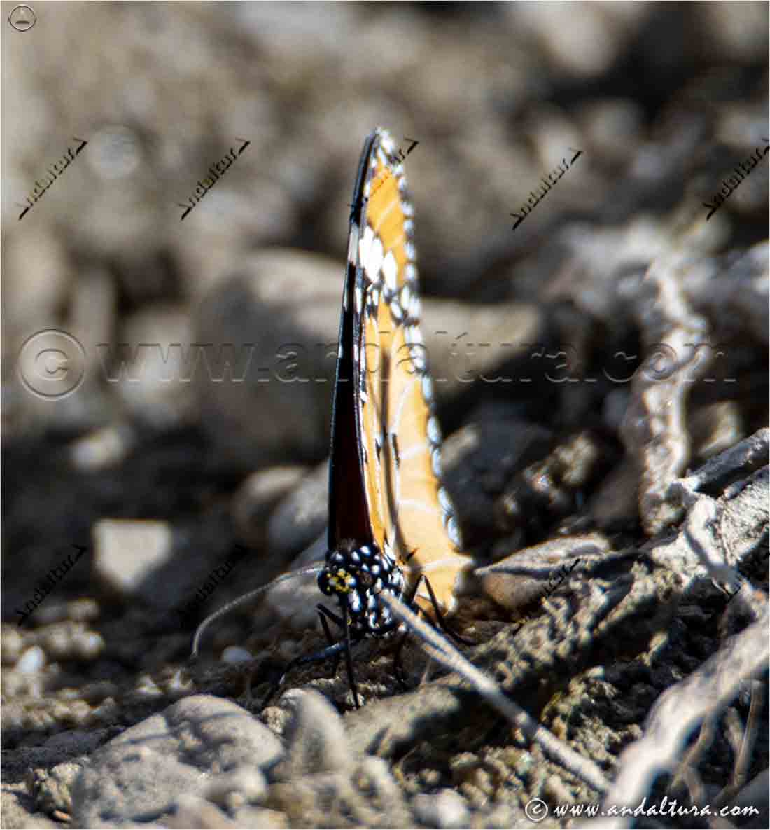 Mariposa Tigre libando en el suelo