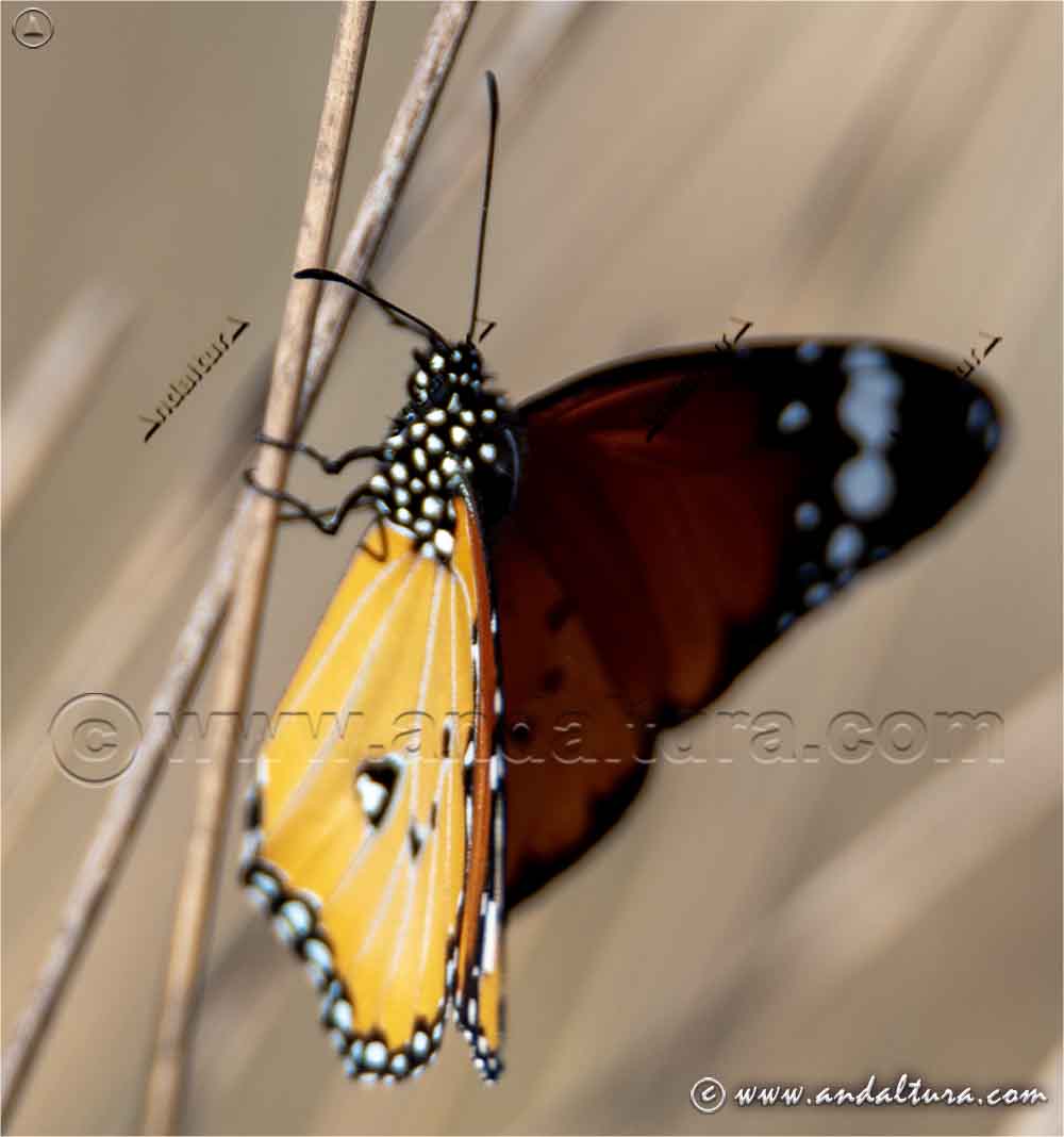 Fauna de Andalucía; Mariposa Tigre macho