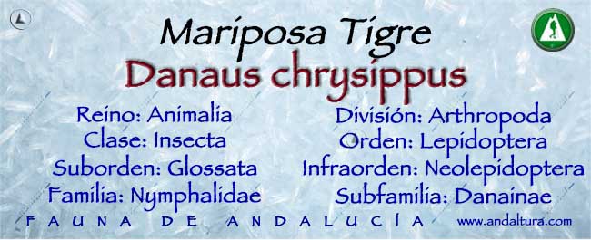 Taxonomía de la Mariposa Tigre - Danaus chrysuppus
