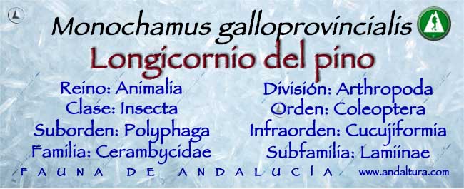 Taxonomía de Longicornio del pino - Monochamus galloprovincialis