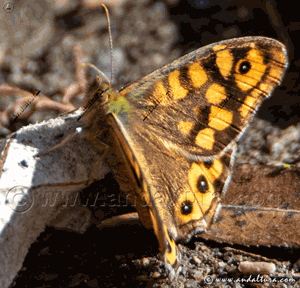 GIF Mariposa de los Muros - Pararge aegeria - en movimiento