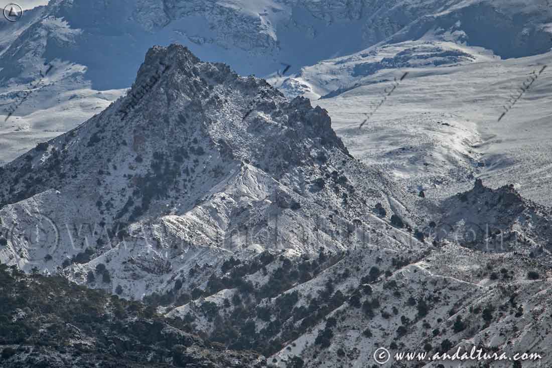 El Rey de la Baja Montaña - Trevenque - Parque Nacional Sierra Nevada