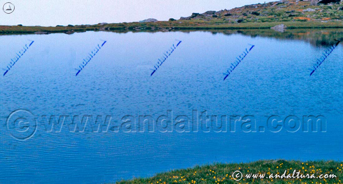 Flores y Borreguil en la Laguna de Peñón Negro