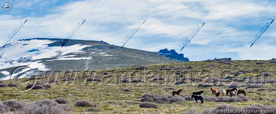 Caballos en la ruta al Techo de Almería - Chullo - desde el Puerto de la Ragua