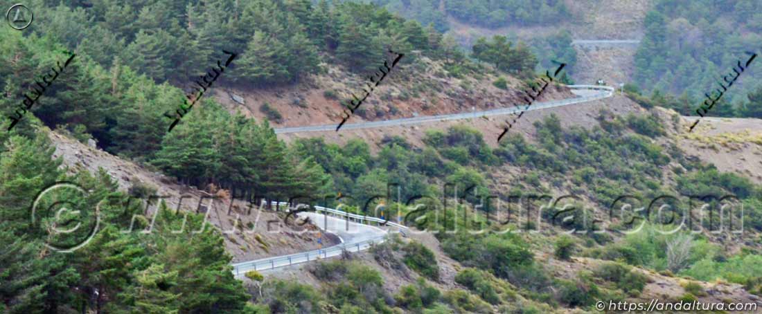 Carretera A-337 entre pinares hacia el Puerto de la Ragua