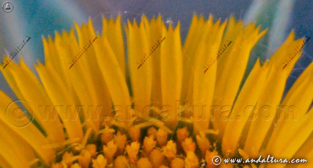 Al detalle de Estrellada espinosa - Pallenis spinosa