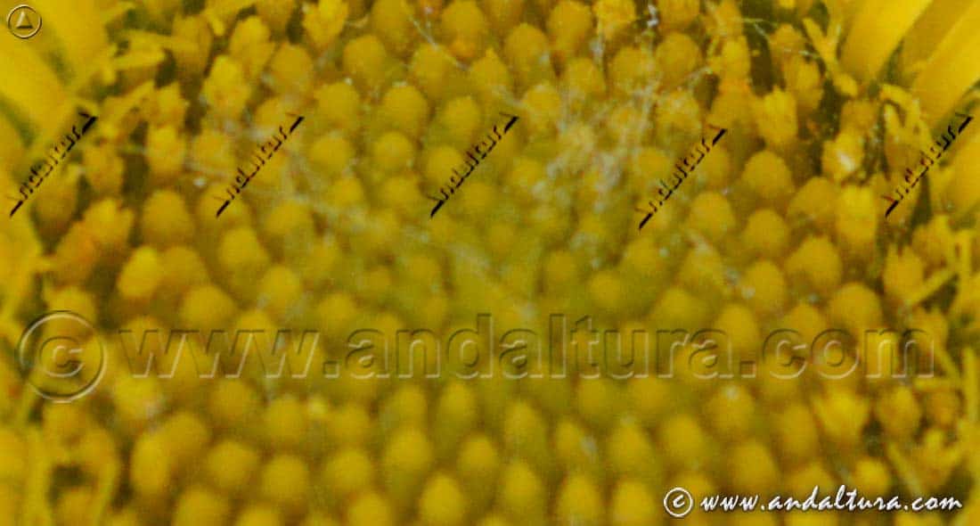 Al detalle de Estrellada espinosa - Pallenis spinosa