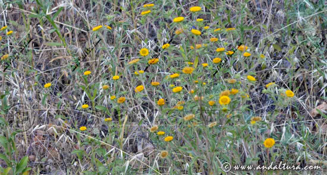Entorno y flores de Estrellada espinosa - Pallenis spinosa