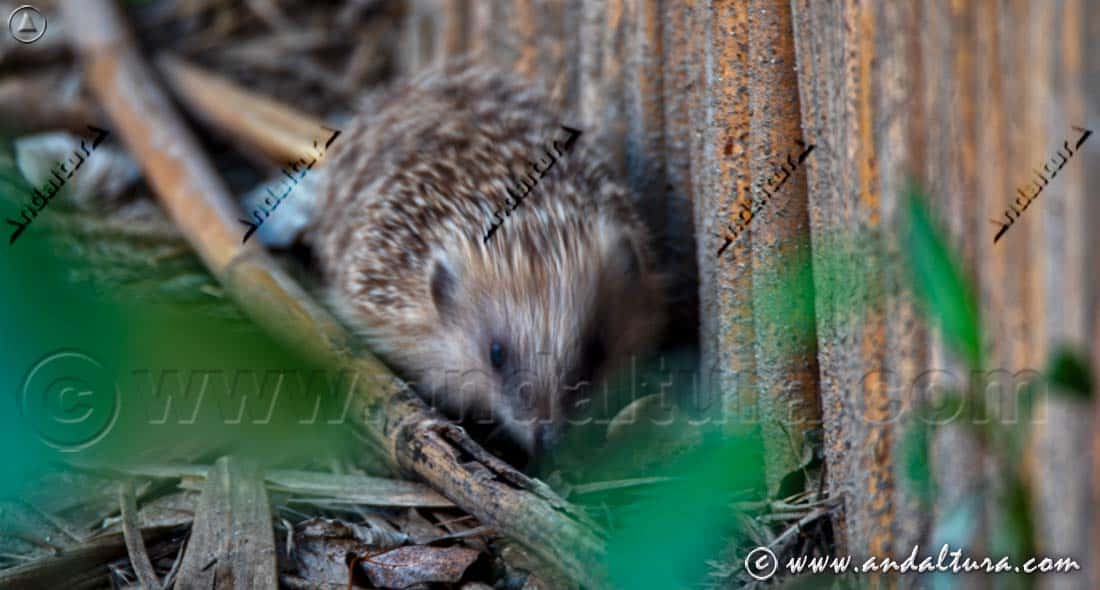 Erizo común - Erinaceus europaeus