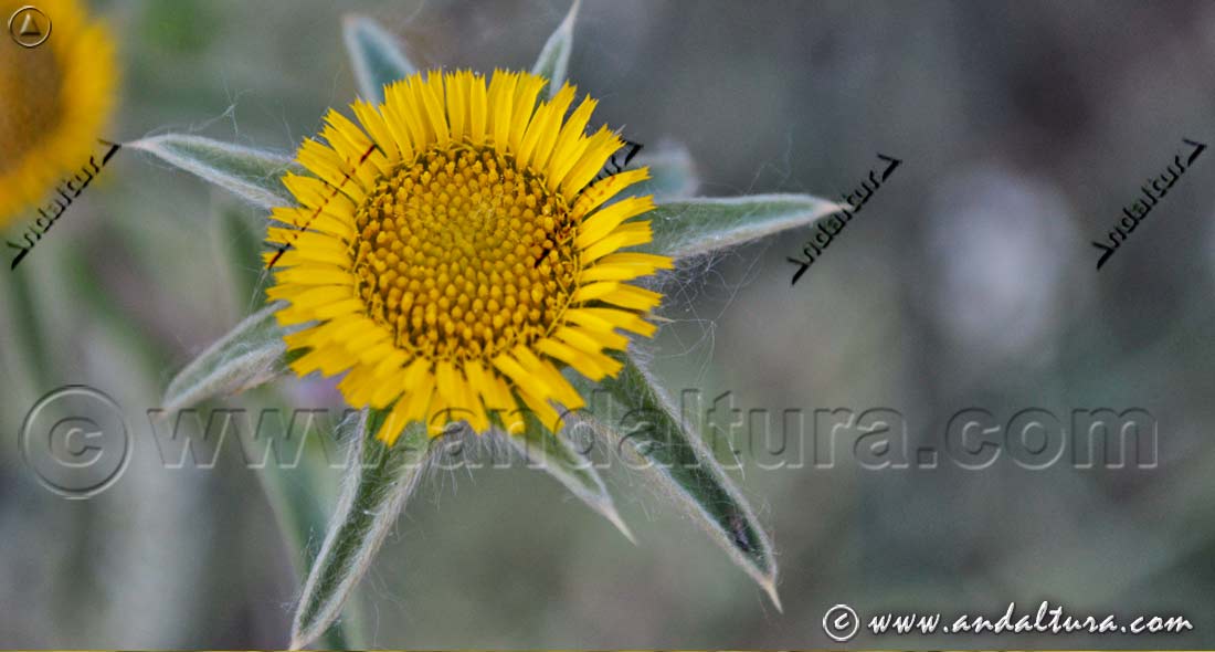 Flor Estrellada espinosa - Pallenis spinosa