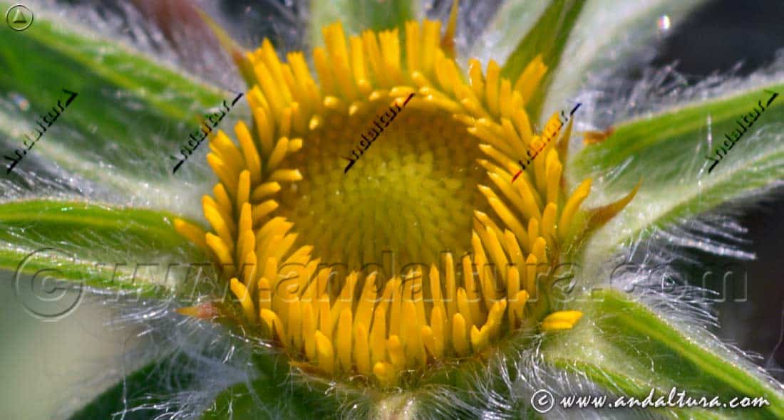 Detalle flor Estrellada espinosa - Pallenis spinosa