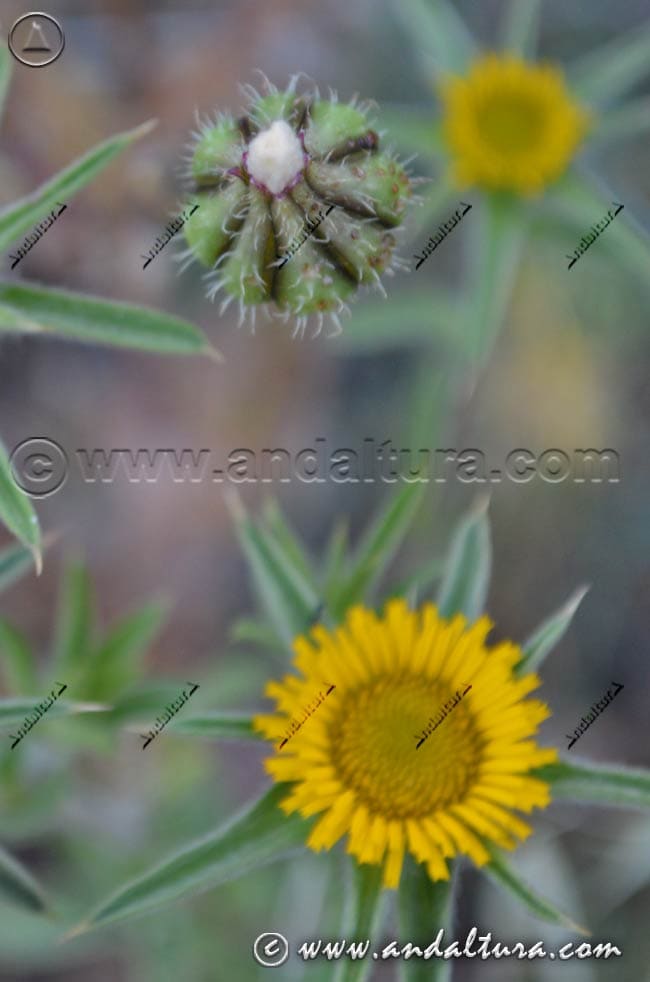 Estrellada espinosa - Pallenis spinosa