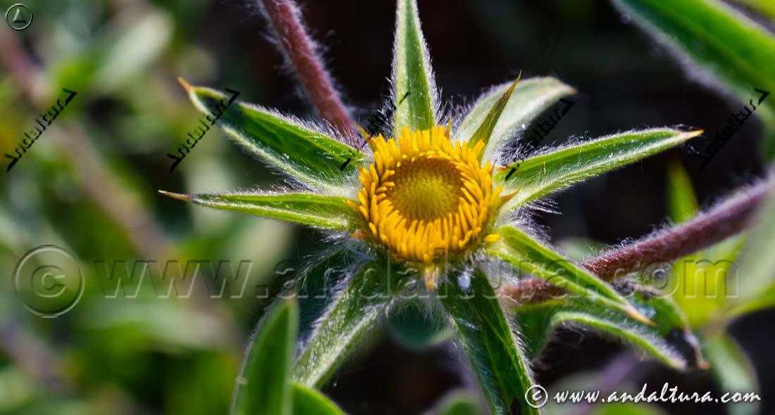 Estrellada espinosa - Patagallo - Pallenis spinosa