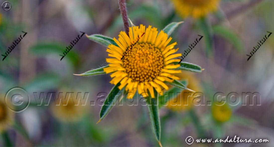 Estrellada espinosa - Picho cuco - Pallenis spinosa