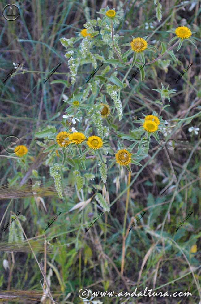 Planta de Estrellada espinosa - Pallenis spinosa