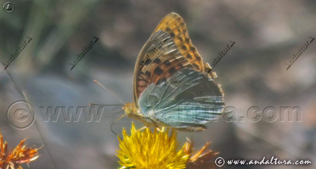 Pandora - Argynnis pandora - en Abrepuños - Centaurea melitensis