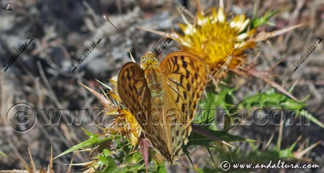 Pandora - Argynnis pandora -