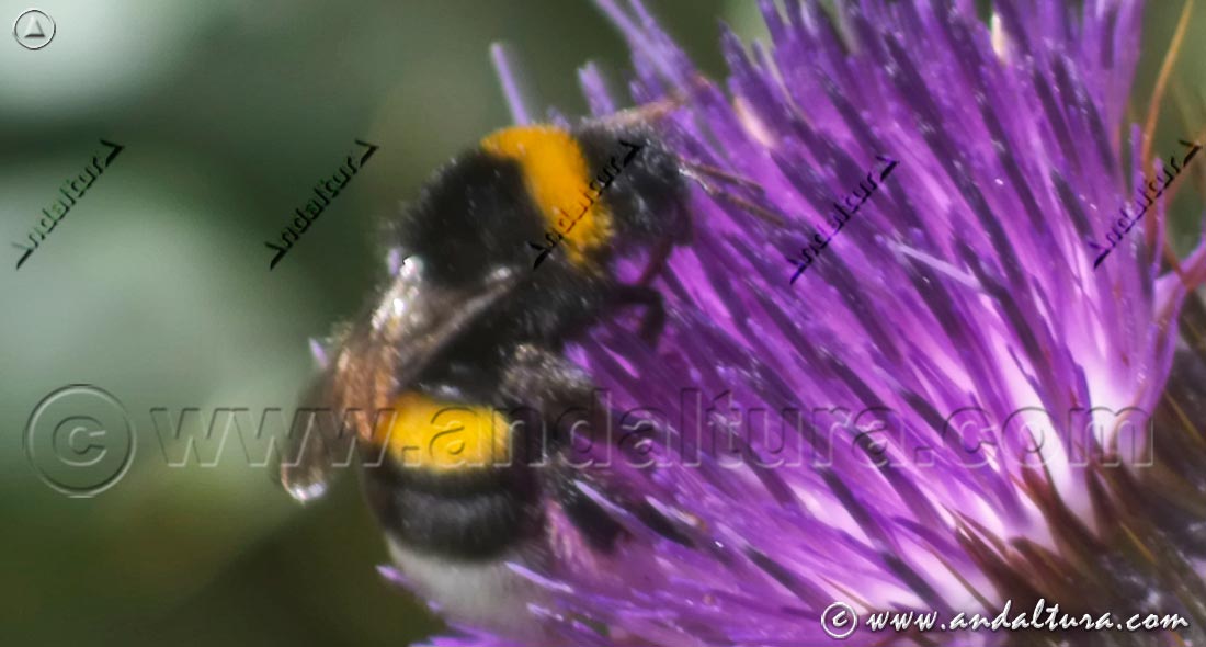 Abejorro - Bombus terrestris