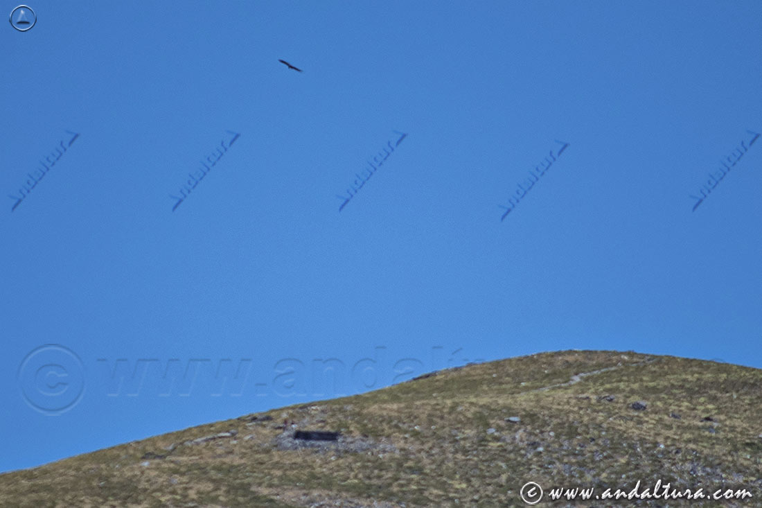 Buitre leonado y senderistas junto al Refugio del Chullo desde el Sendero Barranco del Hornillo