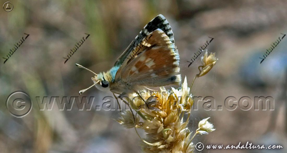 Piquitos - Carcharodus baeticus -