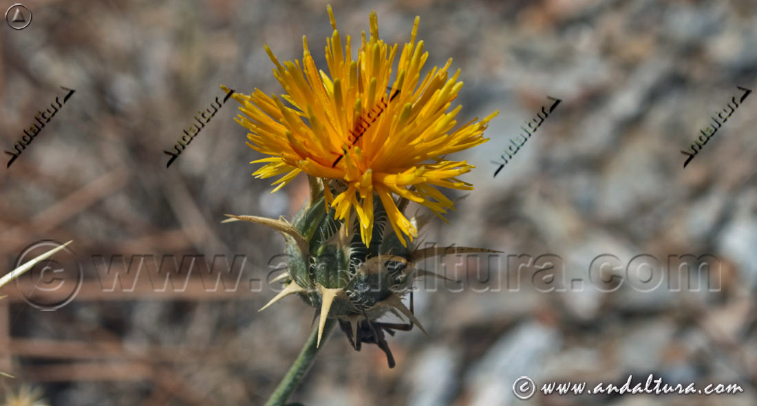 Abrepuños, Abremanos, Cardo estrellado o Yerba de cristo - Centaurea melitensis