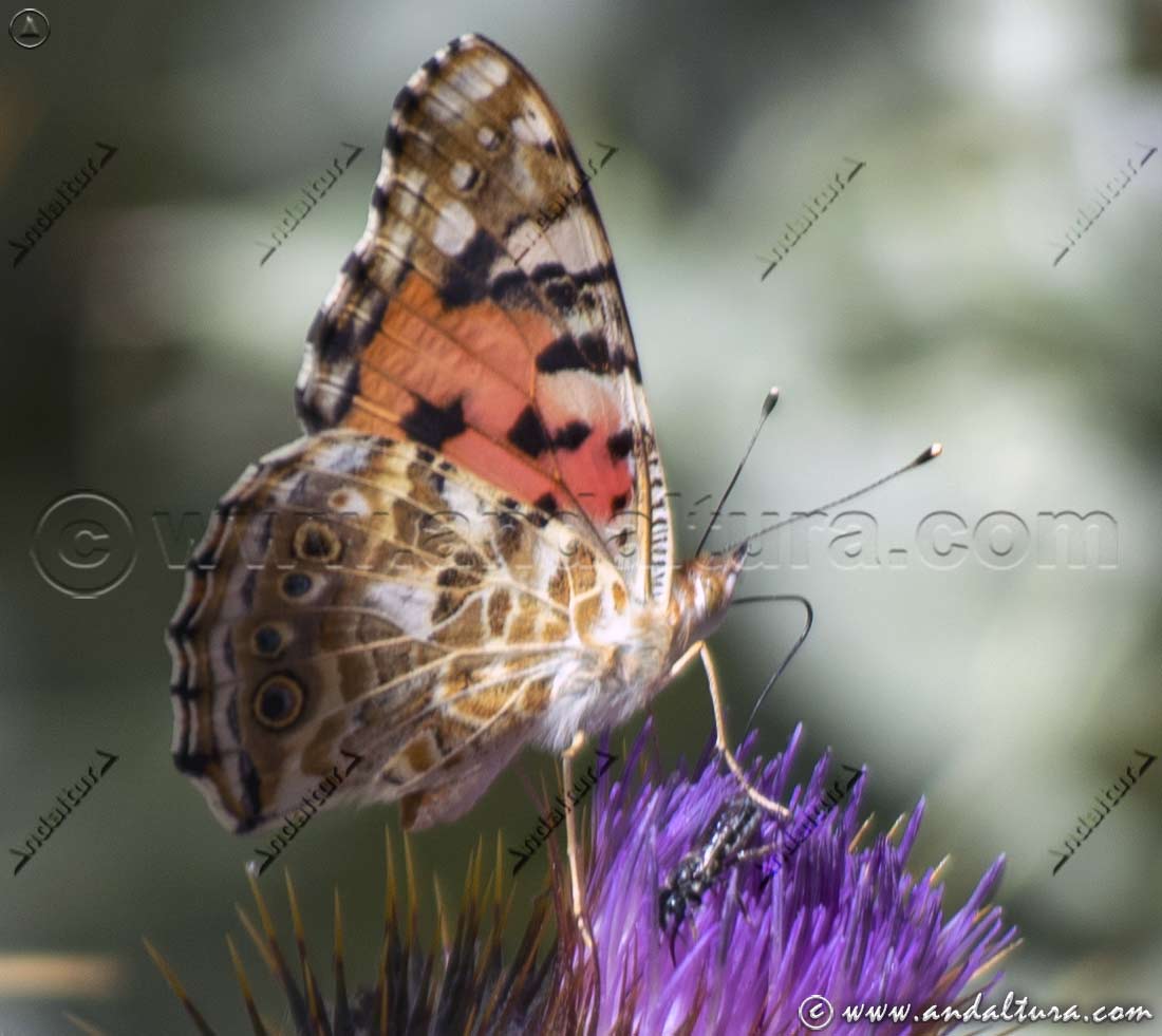 Insectos compartiendo Cardo borriguero - Onopordum macracanthum