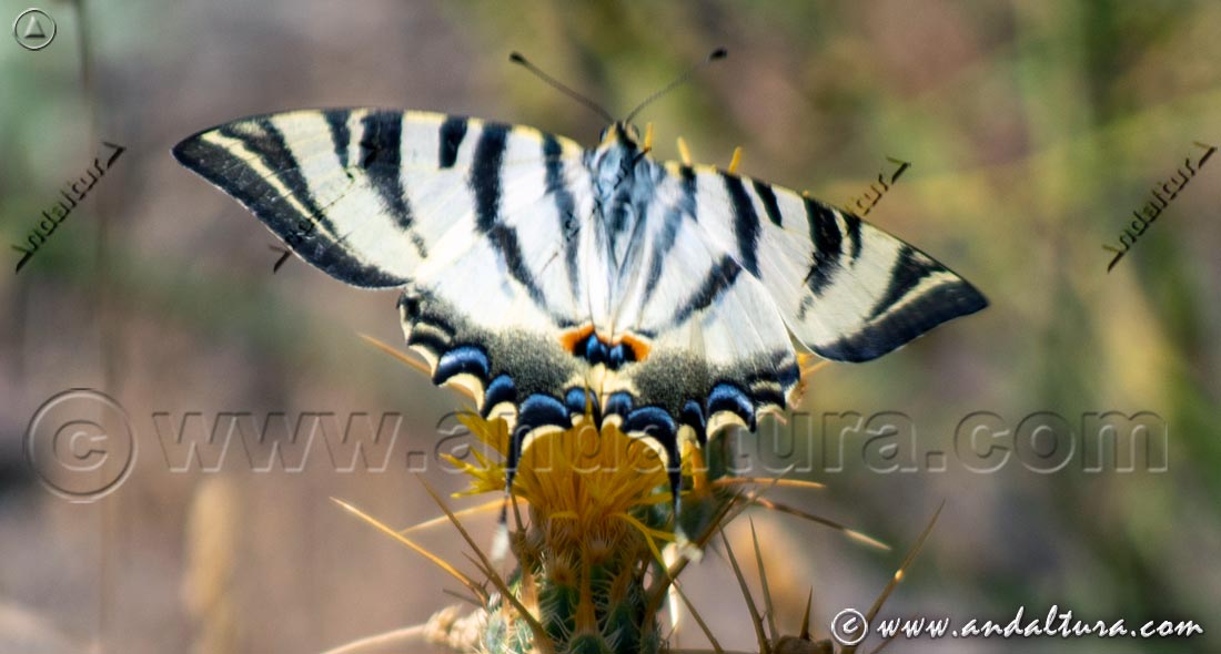 Podalirio - Iphiclides podalirius - en Abrepuños - Centaurea melitensis