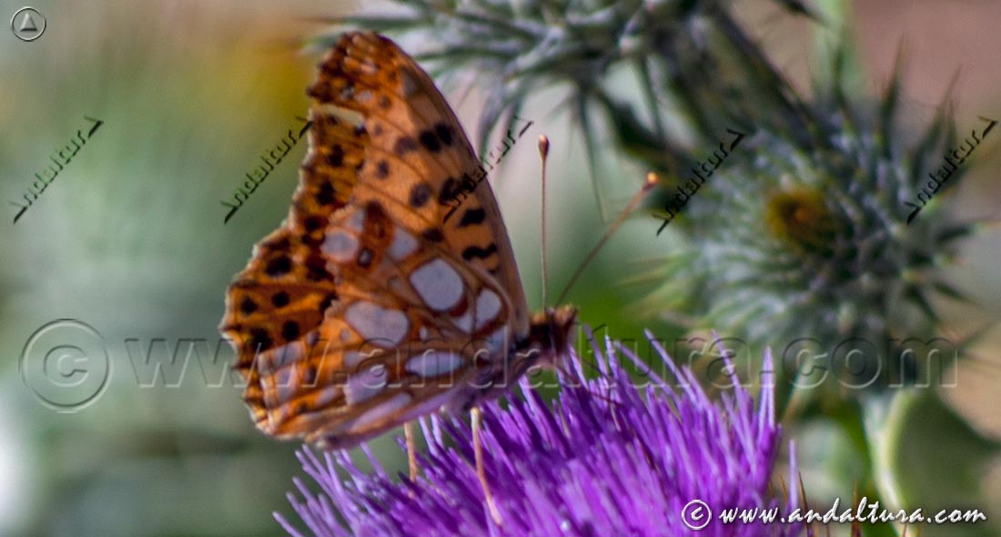Sofía - Issoria lathonia