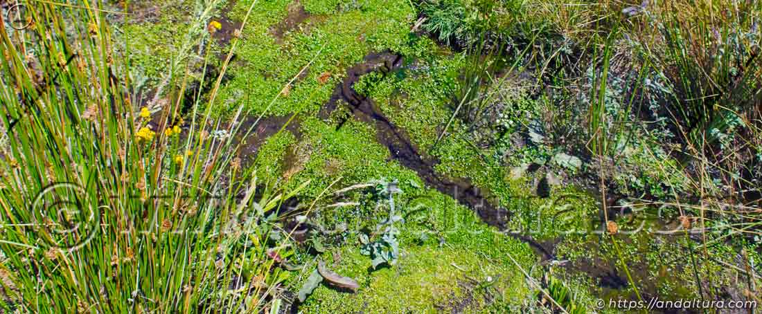 Manantial de los Prados de la Ragua, primeras aguas permanentes del Arroyo del Palancón