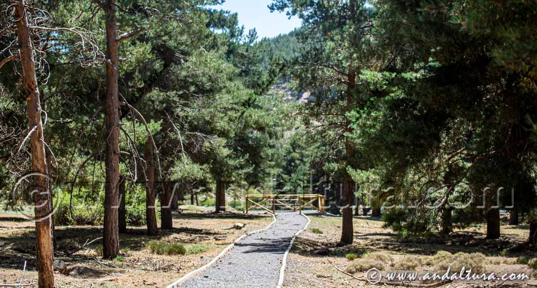 Pinar y final del Sendero de los Prados de la Ragua en el Puerto de la Ragua
