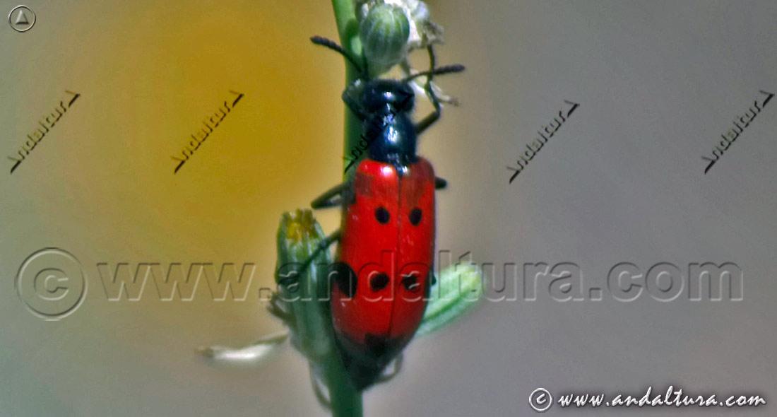 Escarabajo meloideo - Mylabris quadripunctata