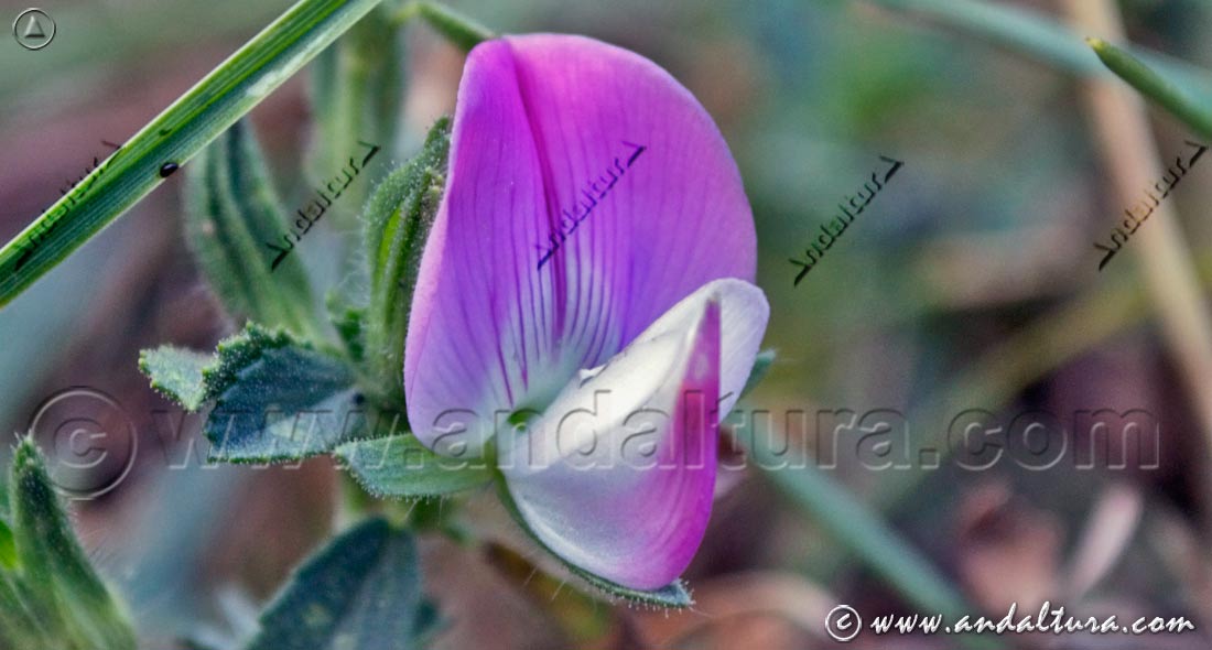 Gatuña - Ononis spinosa