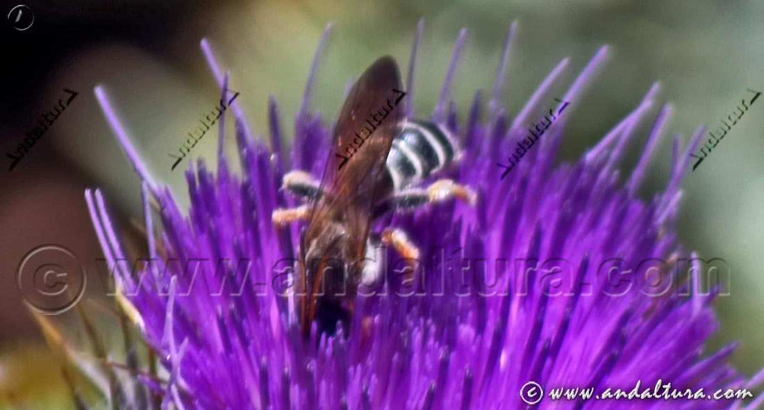 Pseudoanthidium reticulatum